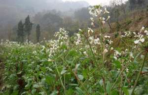 白子药材种植(莱菔子，别名萝卜子，有三钱莱菔子，换个红顶子的佳话)