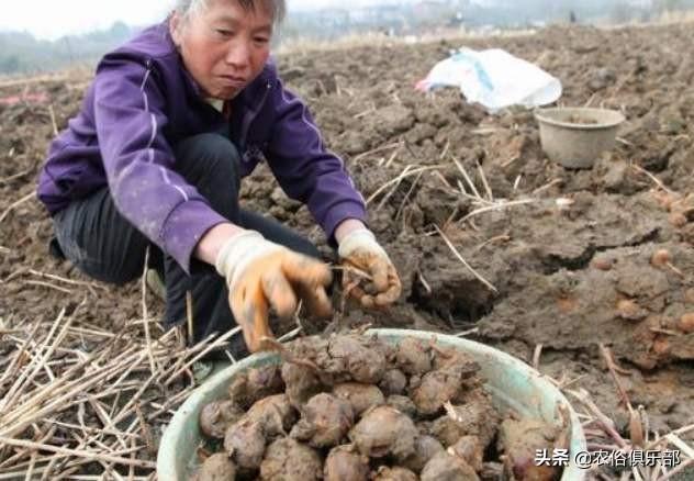 五六块一斤，药用和食用价值都很高的马蹄，怎么种植才更高产？