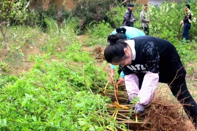 「身边典型」恭城“银妃三华李”将成为百姓的“摇钱”树