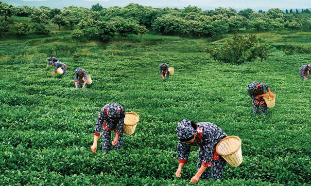 日照绿茶怎么样？为何称其为“江北第一茶”？绿茶新贵好不好喝？