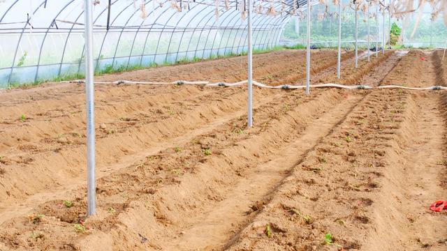 秋延种植番茄、黄瓜，栽苗后多做2件事，防死苗，促生根