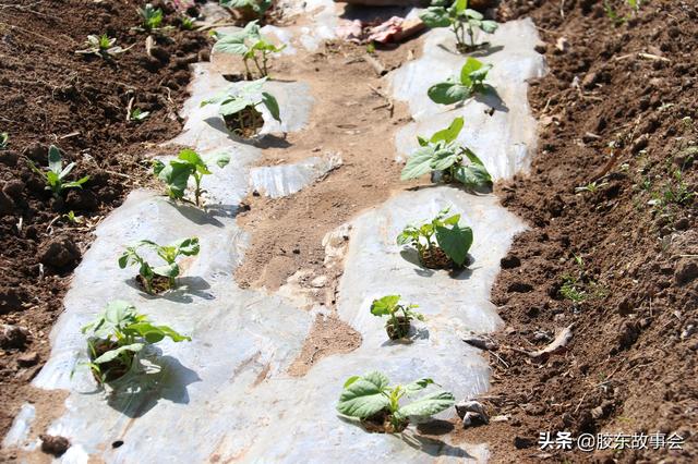 栽蔬菜、种花生、苹果树授粉，盘点五一前后胶东半岛的常见农活