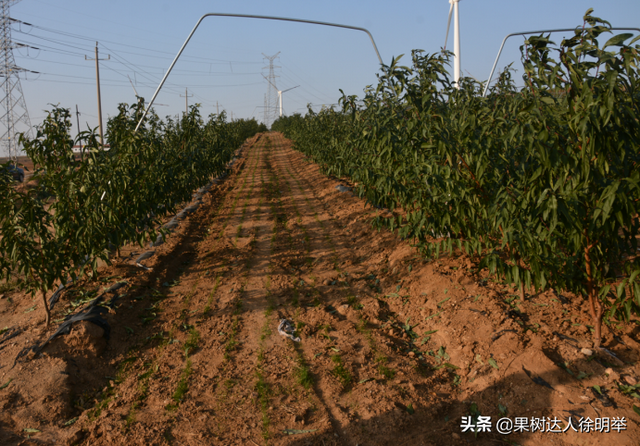 桃树科学栽植是建园关键，有哪些技术呢