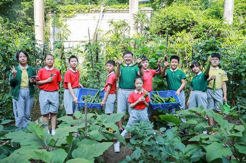 深圳外国语小学“青青葵园”小菜地迎来丰收季