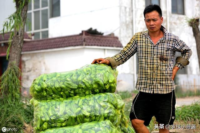 辣椒管理用好这一招，既能调控健壮长势，又能提高产量品质