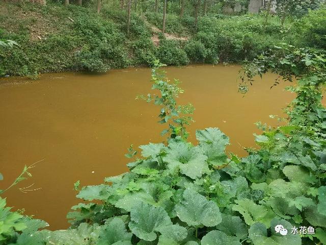 水生浮游生物(浮游植物和浮游动物)对鱼类和水环境的作用与影响