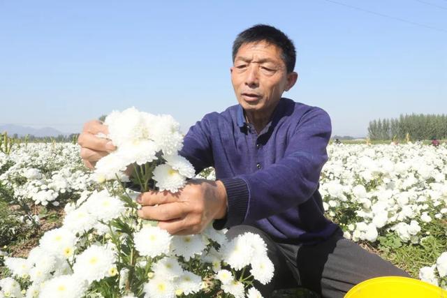 撸起袖子加油干 风雨无阻向前行——西义羊村百亩药菊喜获丰收