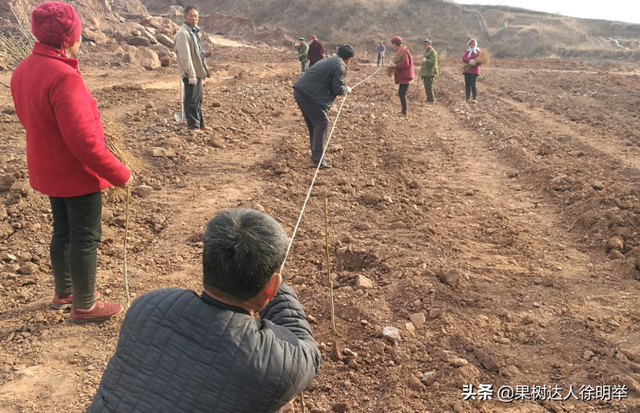 桃树科学栽植是建园关键，有哪些技术呢