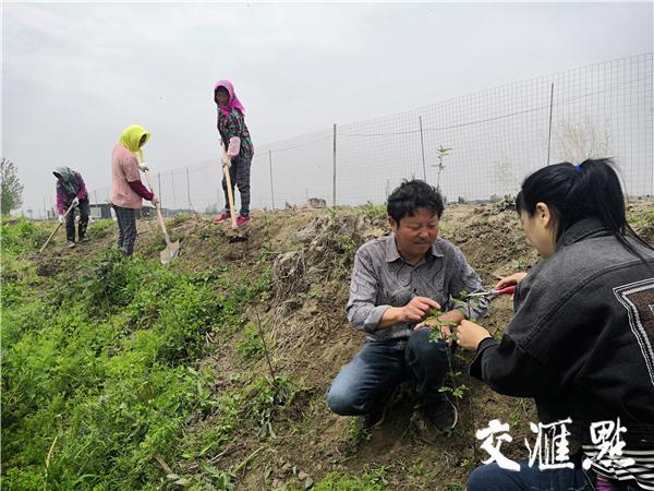 生景又生“金”！荒圩种上花椒树，村民有了增收路