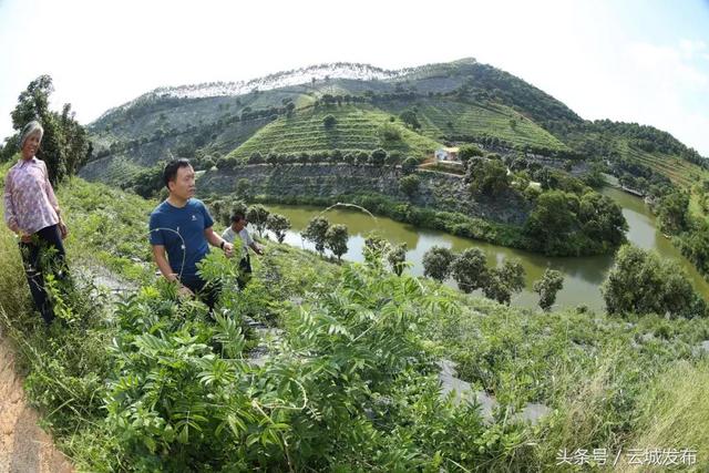 腰古牛大力种植基地2020年收成 总产值可达3000多万元