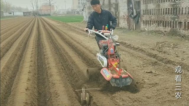 种植大姜的正确方法和步骤