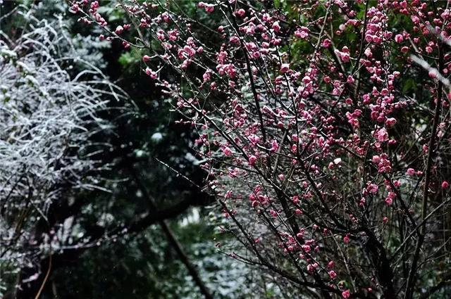 中国古典园林花木，你知道多少？