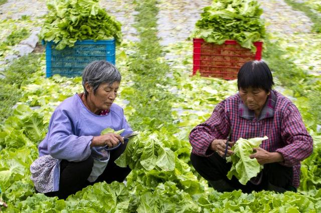 组图｜江苏泰州：采收蔬菜保供应