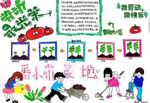 深圳外国语小学“青青葵园”小菜地迎来丰收季