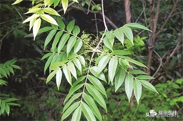 邵阳人，这些植物你都认识吗？