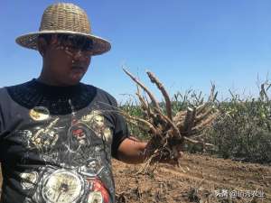 香附子种植技术(适合北方人种植的“懒人药材”，如今每亩涨至2万元，种植有技巧)