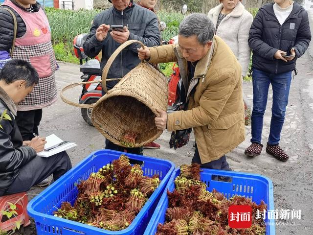 四川达州首个香椿专业交易市场投运 大竹香椿在这里集中上市