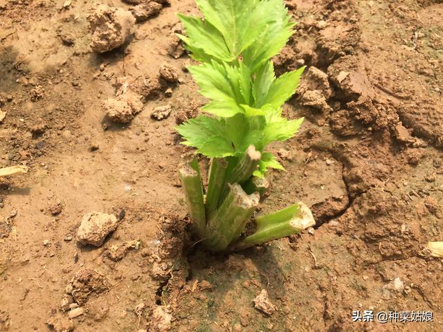 秋季种芹菜，一个小窍门，芹菜长得又大又好，不妨一试