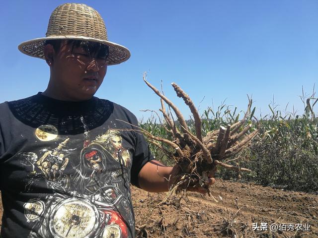 适合北方人种植的“懒人药材”，如今每亩涨至2万元，种植有技巧