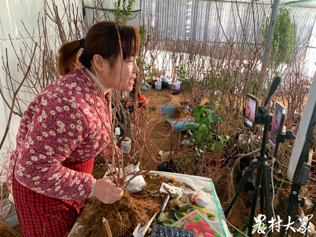 从蓝莓石榴到苹果葡萄，矮化上盆的果品种苗成直播销售新热点