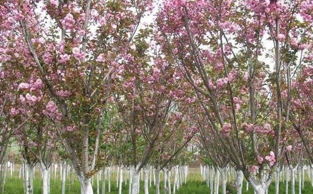 日本樱花在北方地区的栽培管理