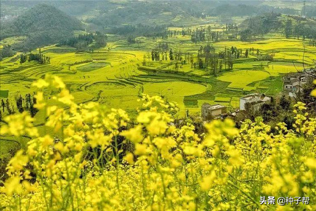 冬油菜开花正旺，春油菜什么时候种最合适？如何打造春油菜花海？