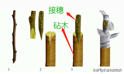 一棵树上开出5种花！来感受下技术的魅力