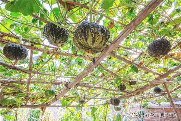 家庭南瓜的种植方法及养护要点