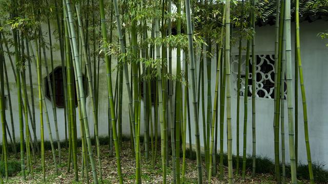 院子里种竹子好？花友：一朝种竹，十年挖根