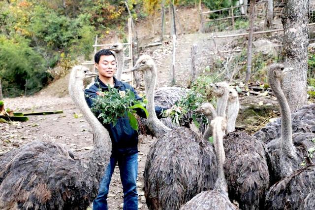 非洲鸵鸟安家竹山东钦村 养殖人希望带动周边村民共同增收致富