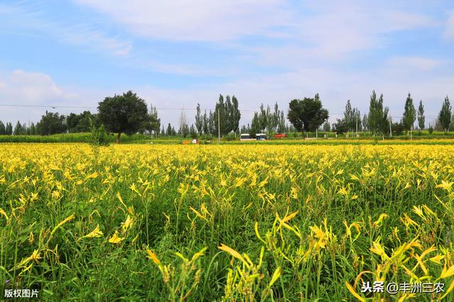 黄花菜种植技术，管理很重要，这些知识点你知道吗