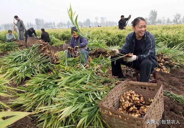 生姜种植如何才能高产品质好？做好这5点，亩产万斤不是梦