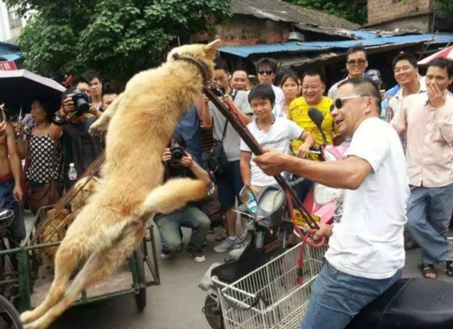 金星问企业老总：你们一年要屠宰多少条狗？爱狗人士怼了