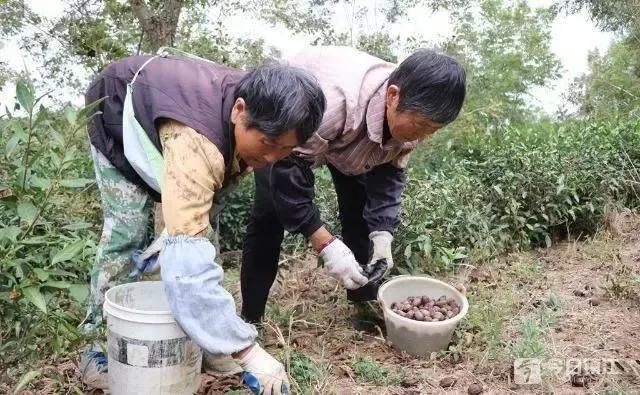 江苏句容：200亩碧根果迎来采收季 茶果套种“组合”实现双丰收