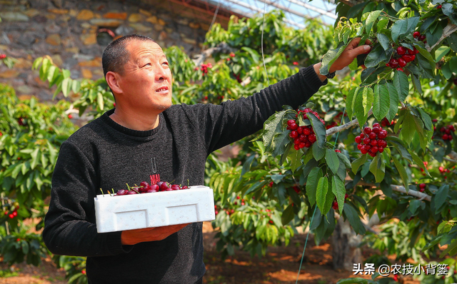 樱桃只开花不结果是什么原因？为什么说樱桃不适合单棵种植？