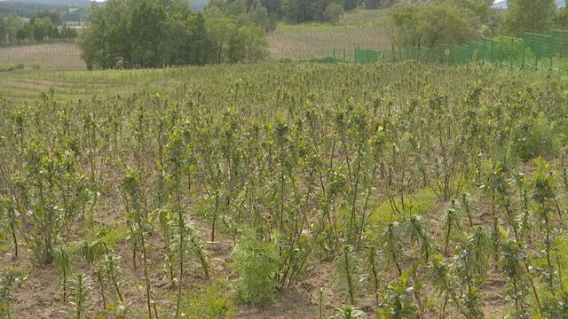 黑果花楸点亮致富新希望