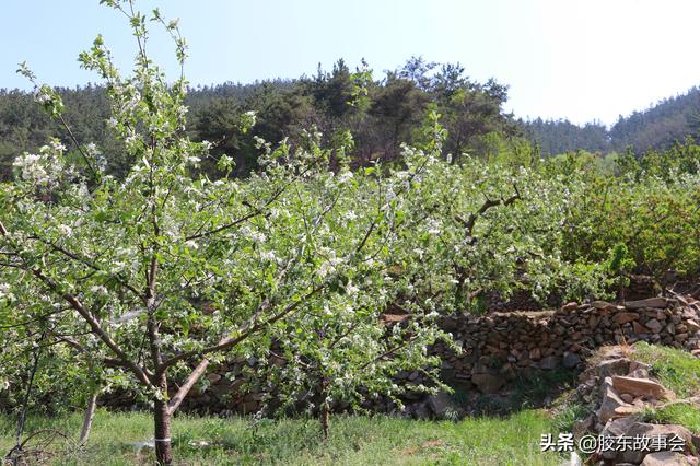 栽蔬菜、种花生、苹果树授粉，盘点五一前后胶东半岛的常见农活