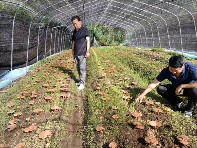 灵芝产业打开乡村振兴致富路