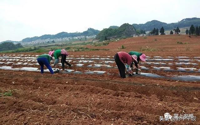 平坝乐平镇：金花葵种植助民增收