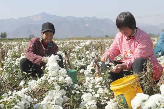 撸起袖子加油干 风雨无阻向前行——西义羊村百亩药菊喜获丰收