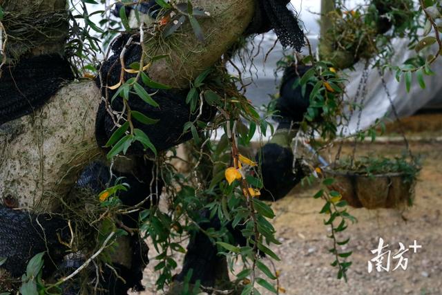 连平生态园种植基地巡礼①铁皮石斛成田源镇村民致富“良药”