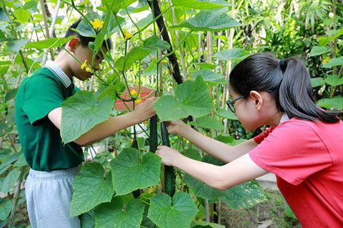 深圳外国语小学“青青葵园”小菜地迎来丰收季