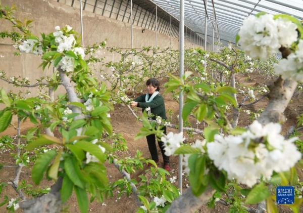 河北秦皇岛：樱桃树花芬芳 农民管护忙