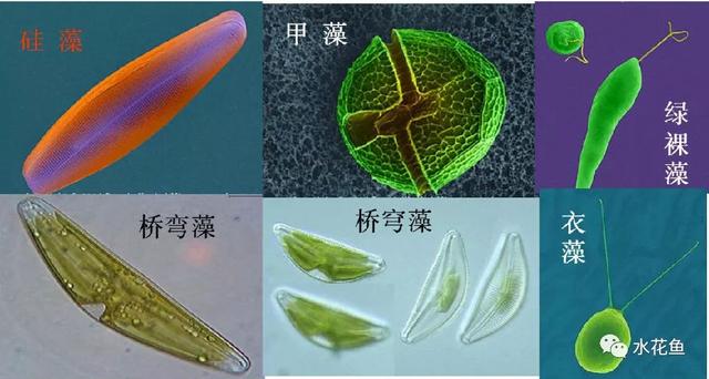 水生浮游生物(浮游植物和浮游动物)对鱼类和水环境的作用与影响