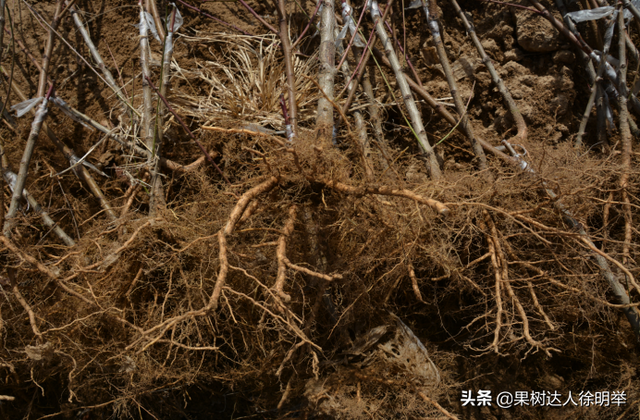 桃树科学栽植是建园关键，有哪些技术呢