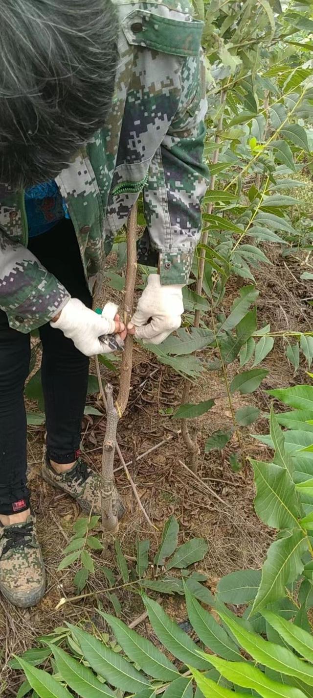 河南洛宁：小小碧根果，农民致富新希望