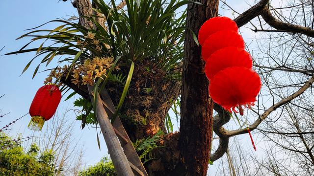 植树节在家植种 蕨类植物——槲蕨