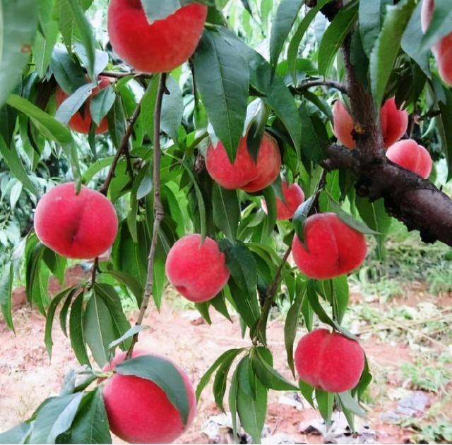 桃树种植：采用密植栽培方式，全套详细的不同建园方案