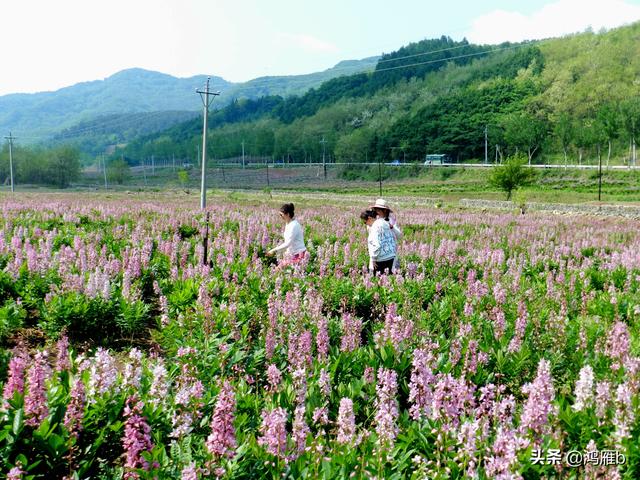 本溪小市达官寨千亩药材花海绽放