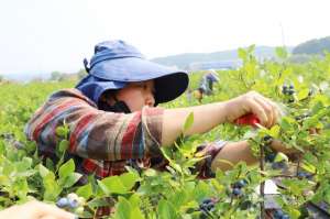 吉林蓝莓种植基地(产业引领上新“岗”，“光华蓝莓”带富来)